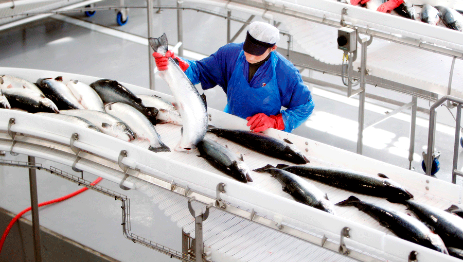 уборка на рыбоперерабатывающем производстве